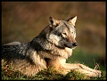 07 Catching Rays Copyright Villayat Sunkmanitu